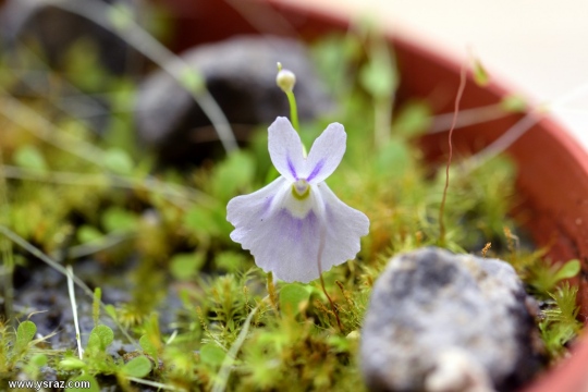 פריחת נאדיד סנדרסוני Utricularia sandersonii Large Flower