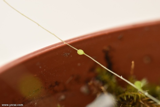 שלוחה אווירית של נאדיד סנדרסוני Utricularia sandersonii Large Flower Aerial stolon