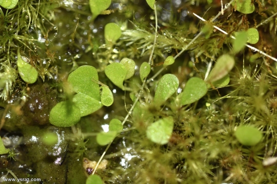 נאדיד סנדרסוני Utricularia sandersonii Large Flower