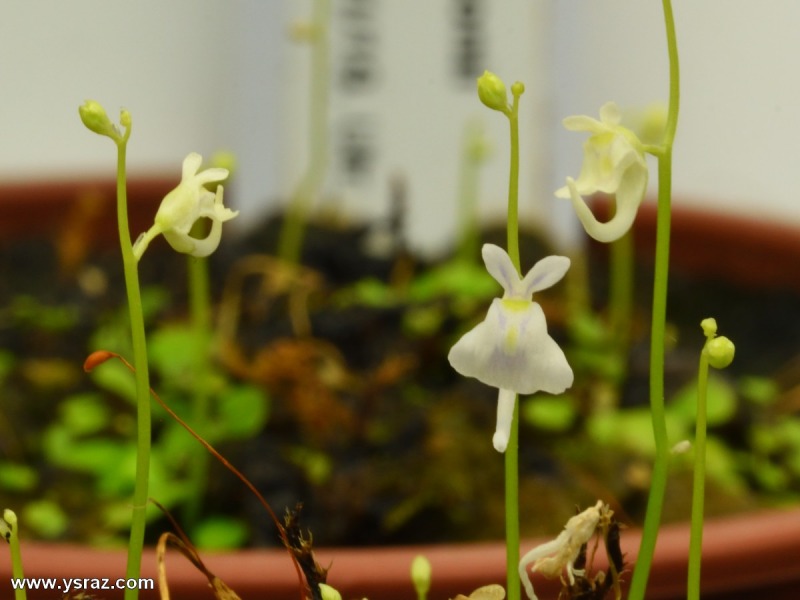 פריחת נאדיד סנדרסוני Utricularia sandersonii White Flower