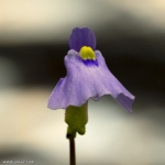 פריחת נאדיד Utricularia dichotoma Blue Flower