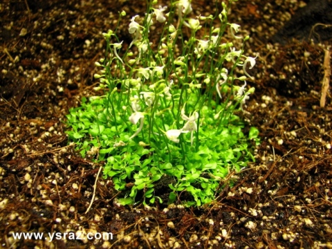 נאדיד סנדרסוני Utricularia sandersonii