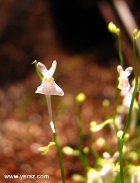 פריחת נאדיד סנדרסוני Utricularia sandersonii