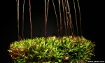 נאדיד Utricularia calycifida