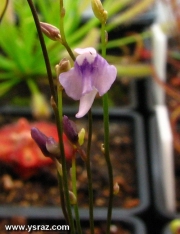 פריחת נאדיד Utricularia calycifida
