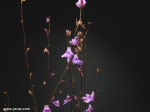 פריחת נאדיד Utricularia calycifida