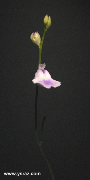 פריחת נאדיד Utricularia livida