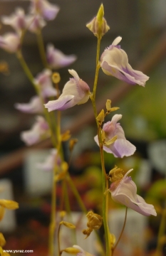 פריחת נאדיד Utricularia livida