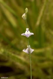 פריחת נאדיד Utricularia livida