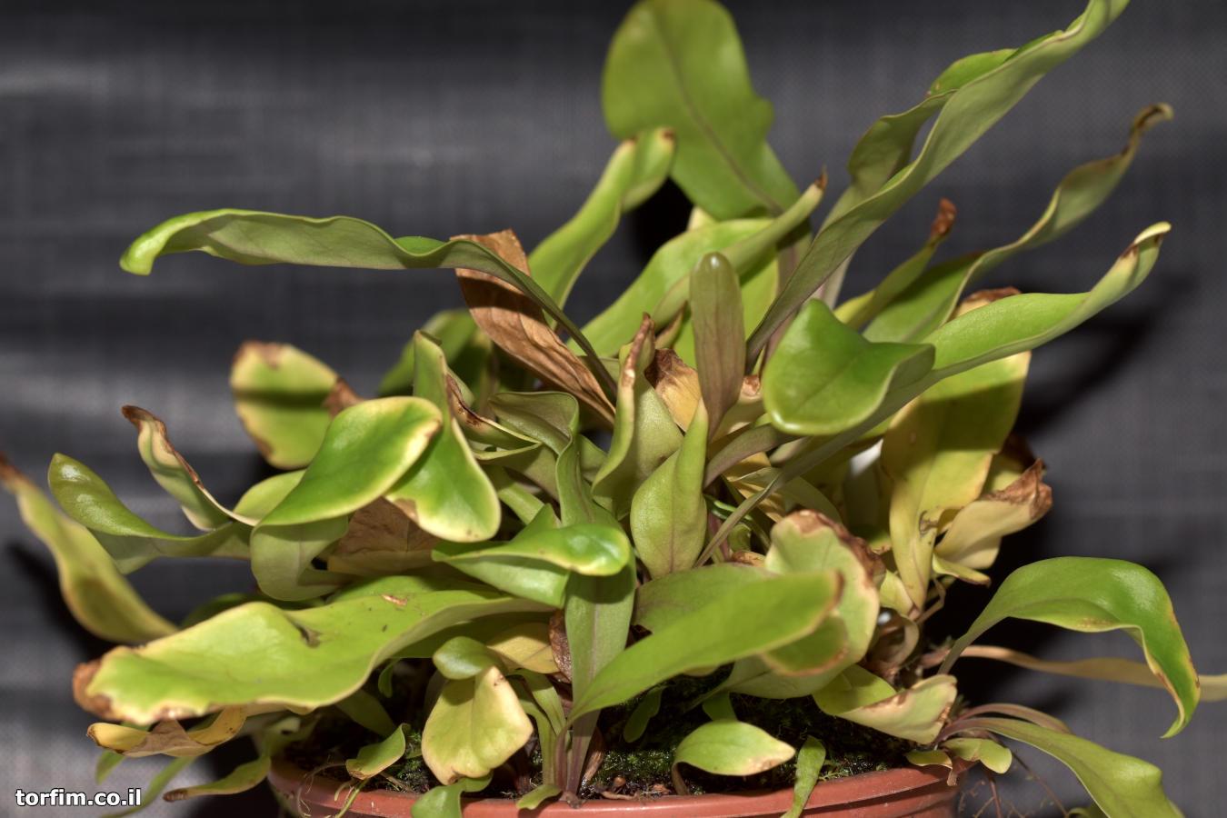 נאדיד ארוך העלה U. longifolia