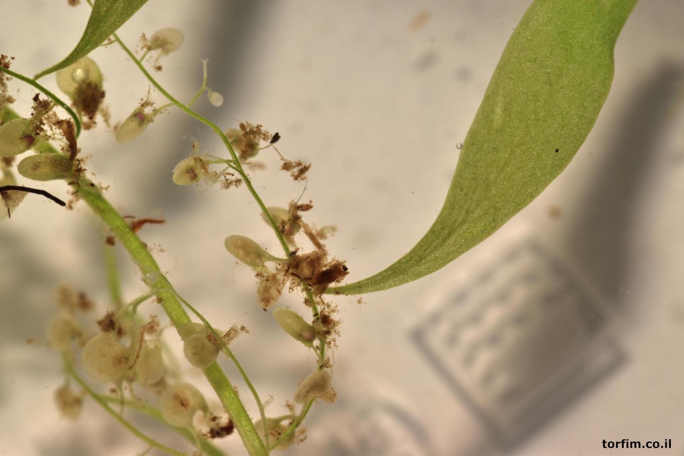 נאדיד ארוך העלה U. longifolia