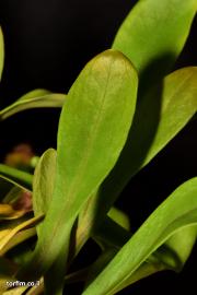 נאדיד ארוך העלה U. longifolia