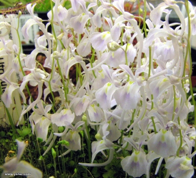 פריחת נאדיד סנדרסוני Utricularia sandersonii