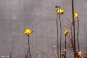 פרח נאדיד Utricularia subulata flower