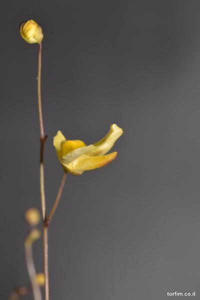 פרח נאדיד Utricularia subulata flower