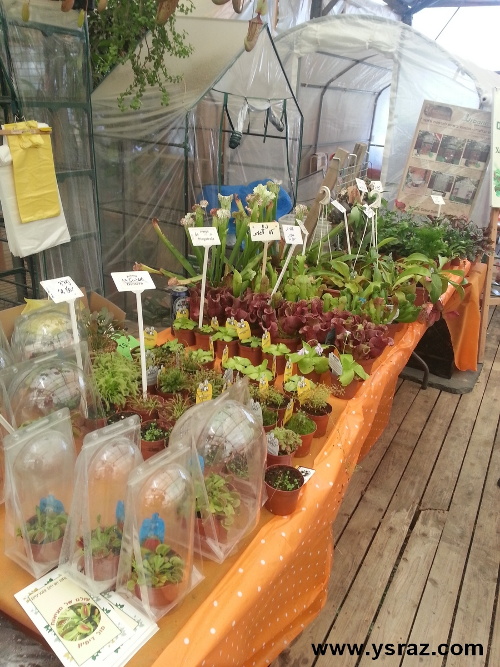 יריד מכירת צמחים טורפים במשתלת ניירובי בצומת שילת 04.09.2015