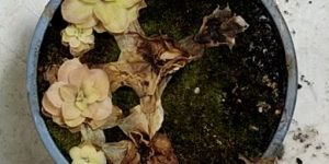 טחב - רע לחמאיות